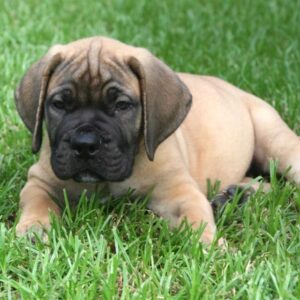 Boerboel Puppies