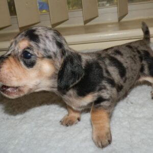 Daschund Puppies
