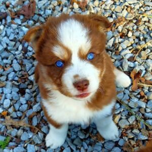 Mixed Breed
