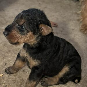 Name: MILEY