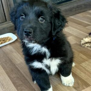 MALE/ MILLI