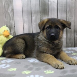 German Shephard