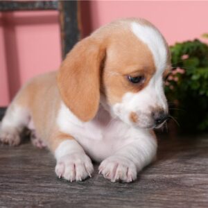 MALE-TRUFFLE